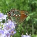 Callophrys gryneus