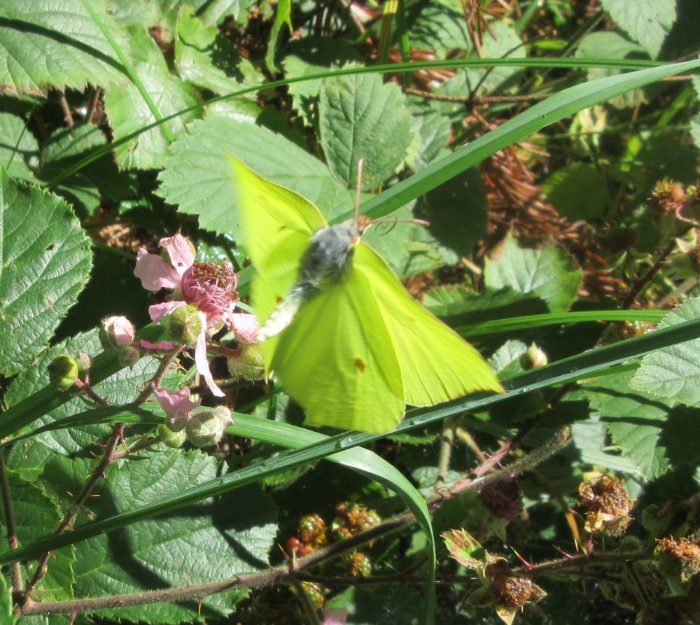 Citronsommerfugl
