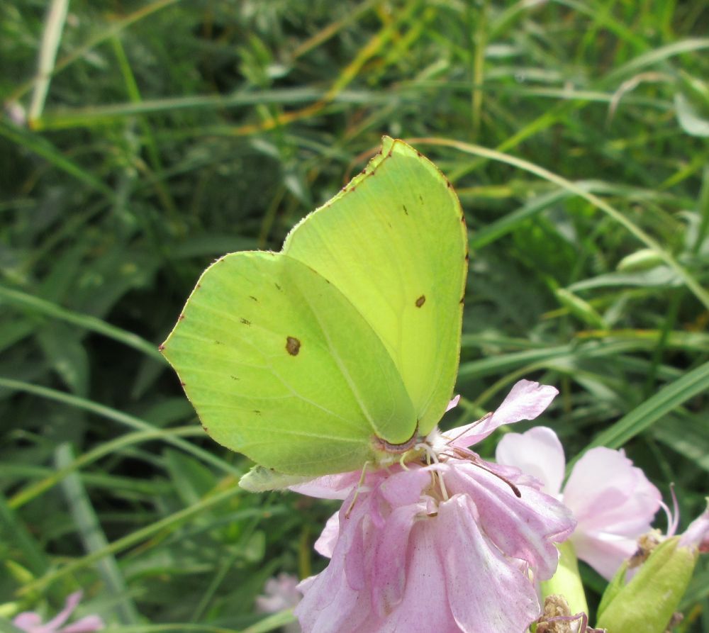 Citronsommerfugl