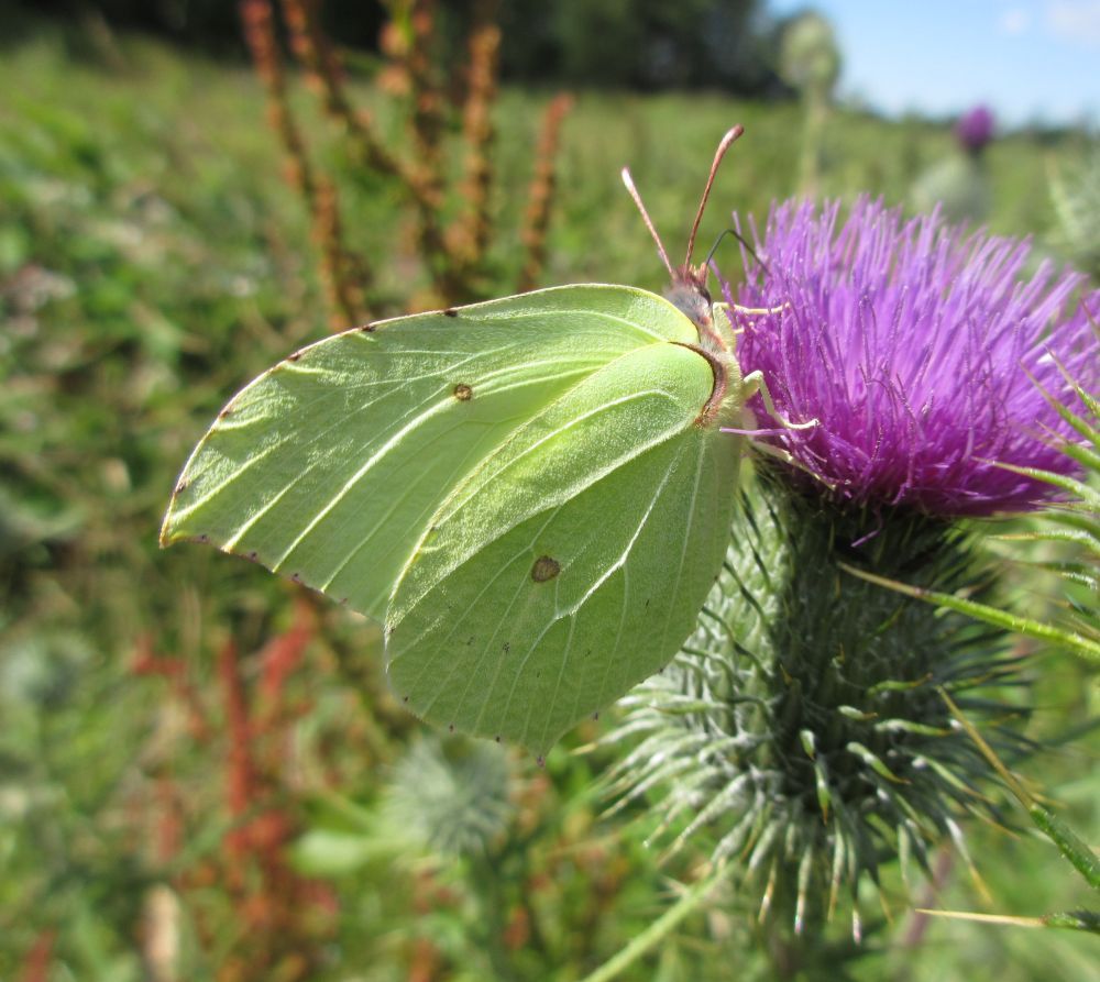 Citronsommerfugl
