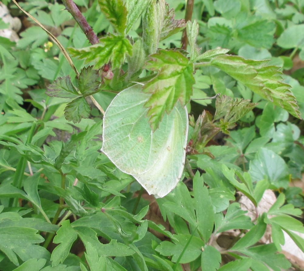 Citronsommerfugl