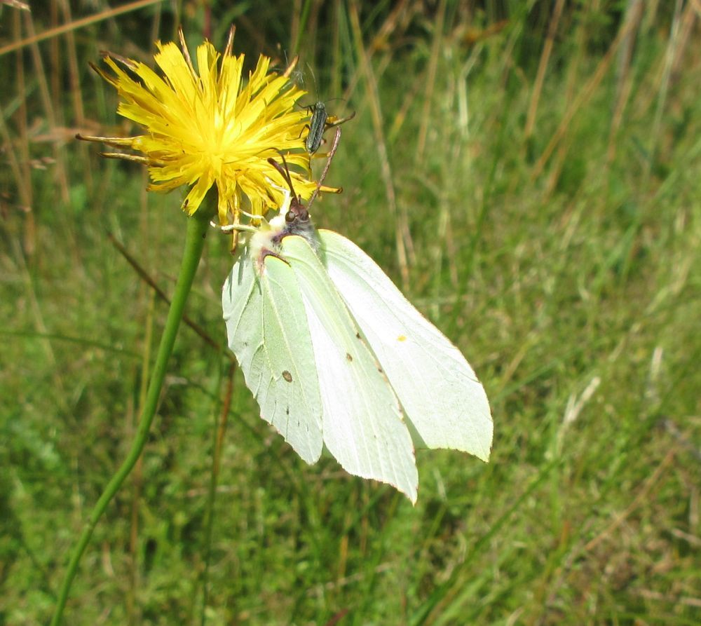 Citronsommerfugl