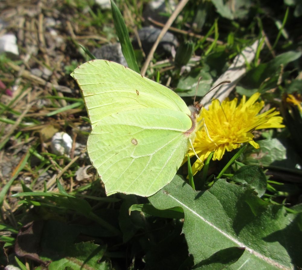 Citronsommerfugl (han)