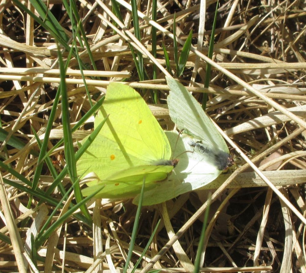 Citronsommerfugl