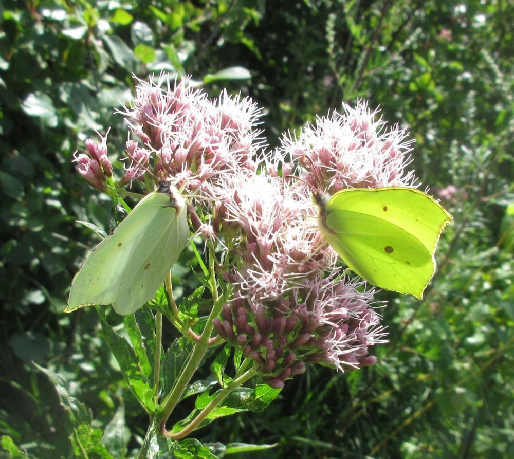 Citronsommerfugl