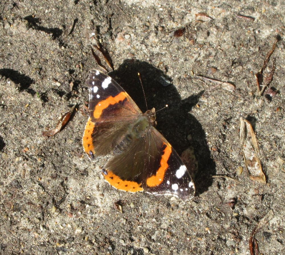 Admiral