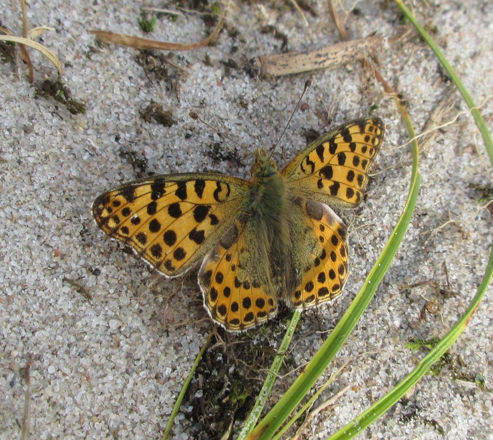 Storplettet perlemorsommerfugl