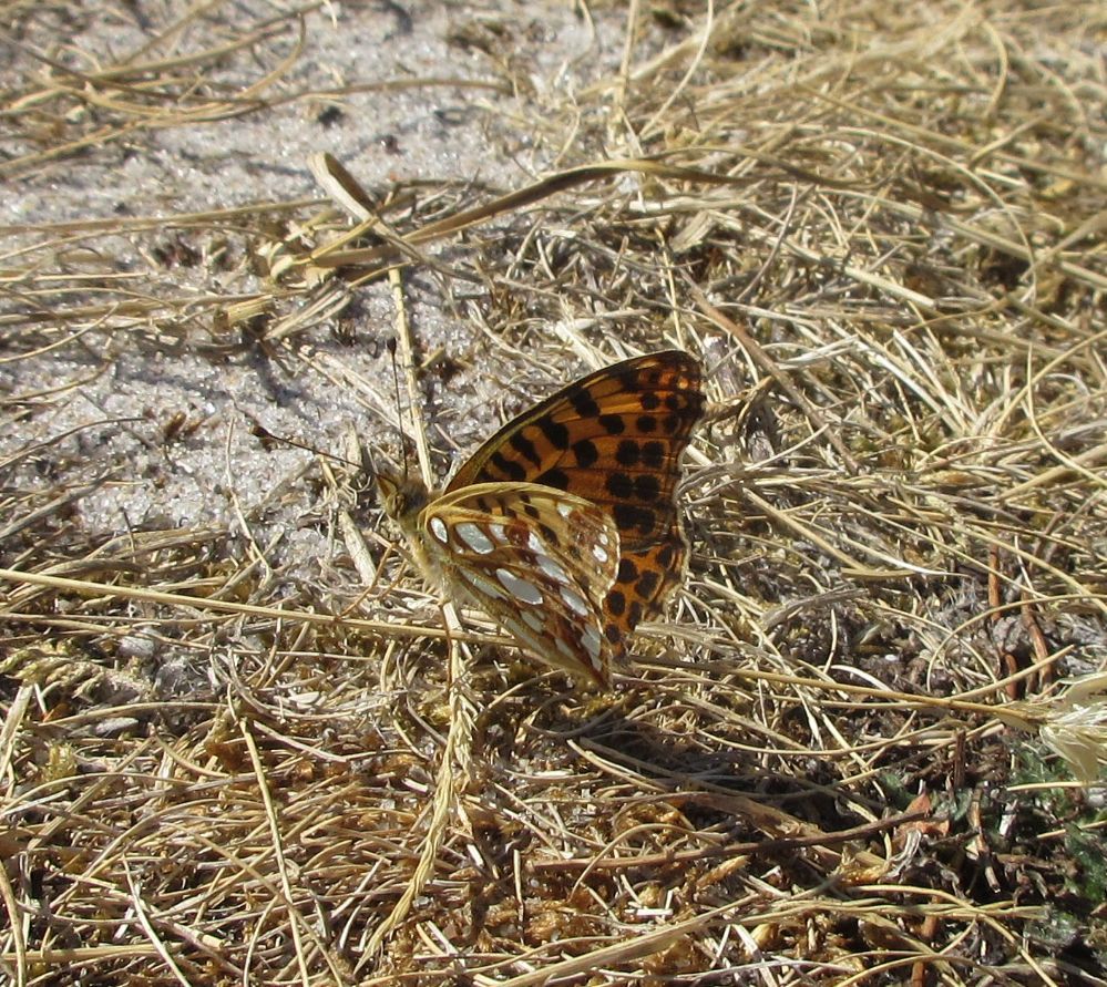 Storplettet perlemorsommerfugl