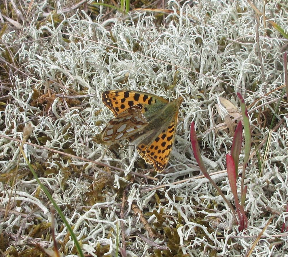 Storplettet perlemorsommerfugl