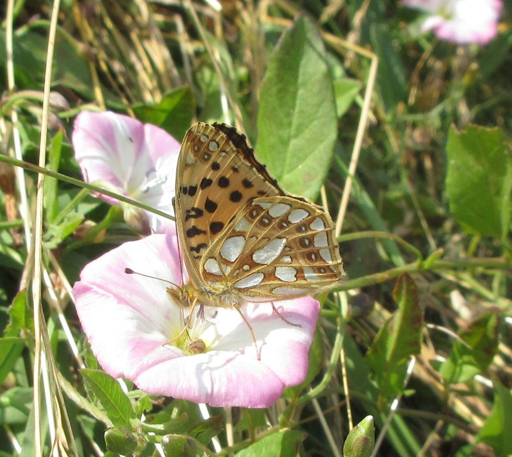 Storplettet perlemorsommerfugl