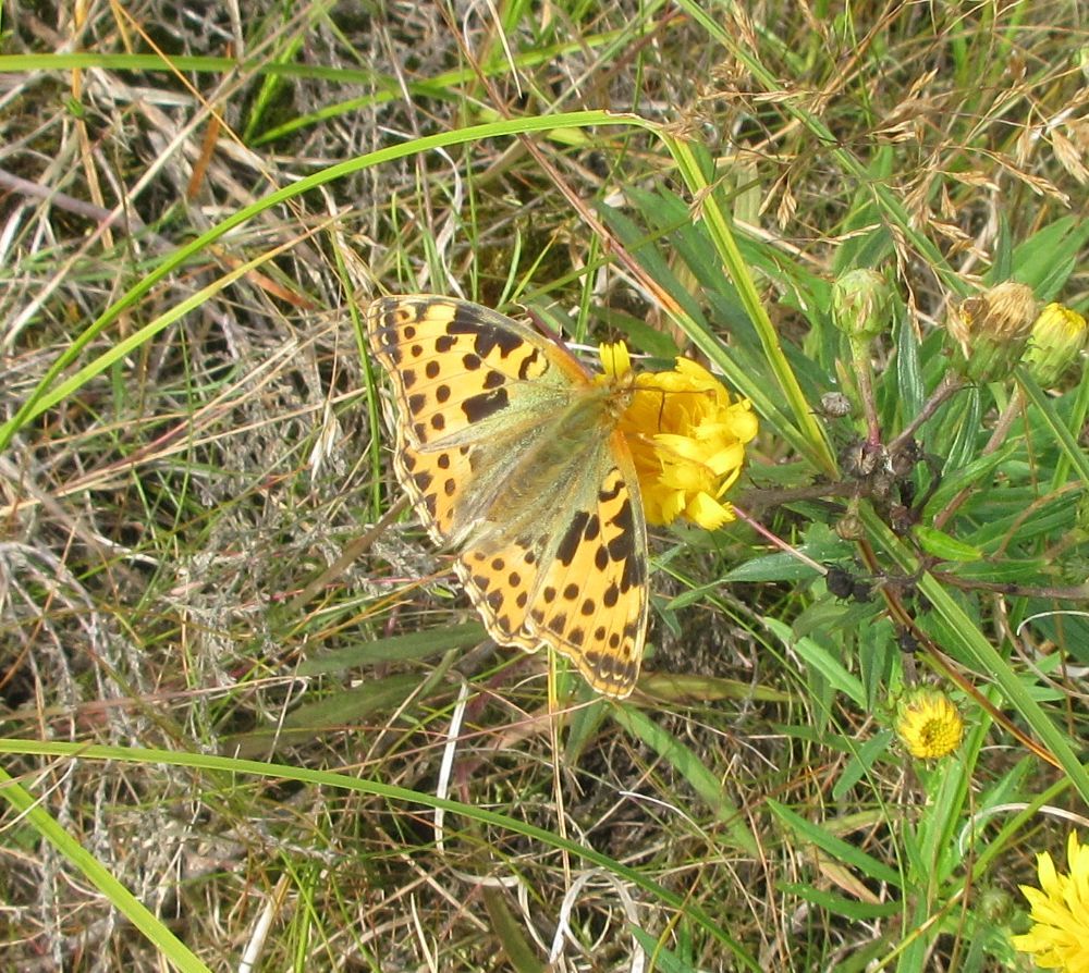 Storplettet perlemorsommerfugl
