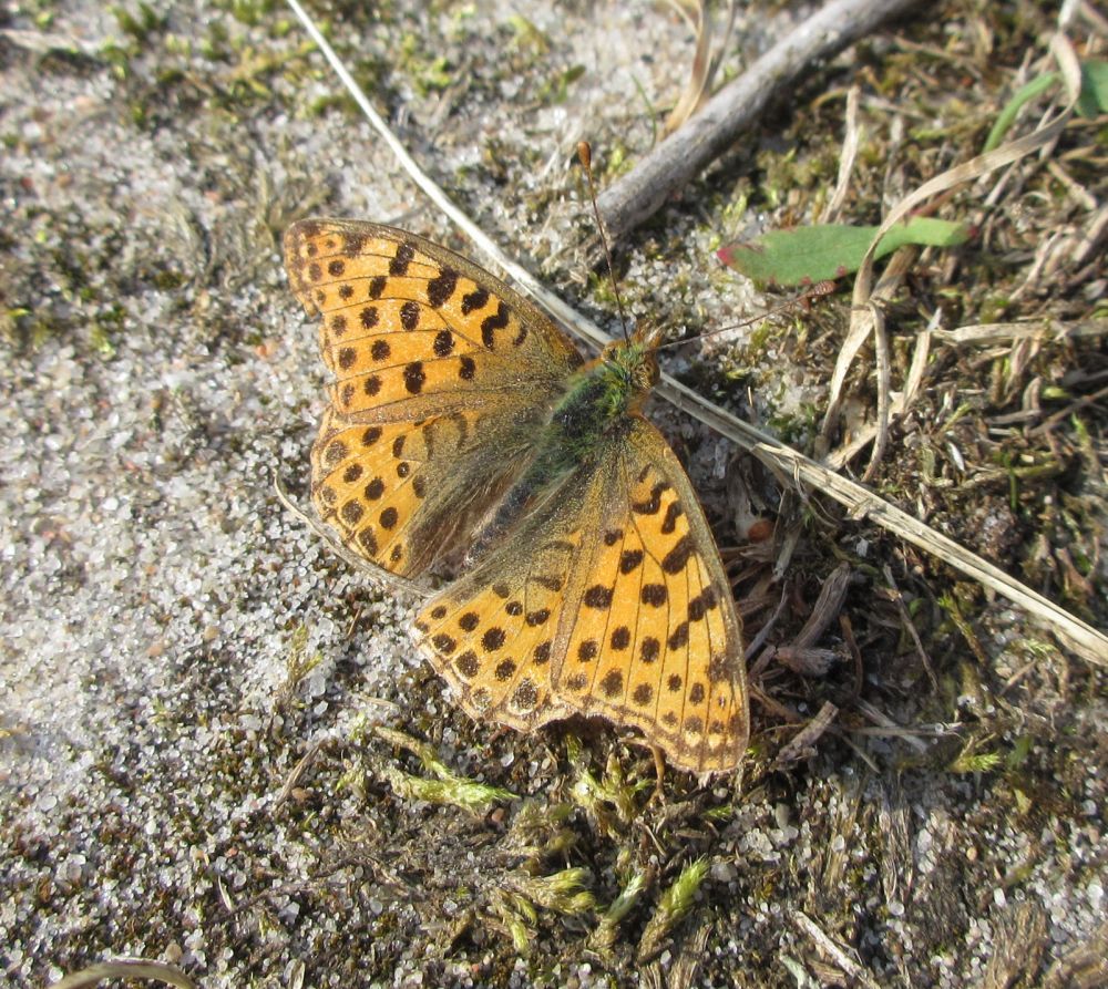 Storplettet perlemorsommerfugl