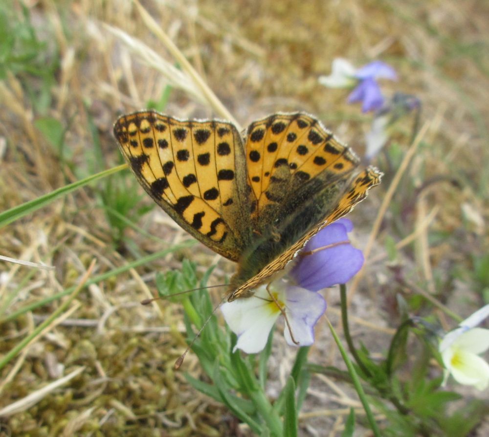 Storplettet perlemorsommerfugl