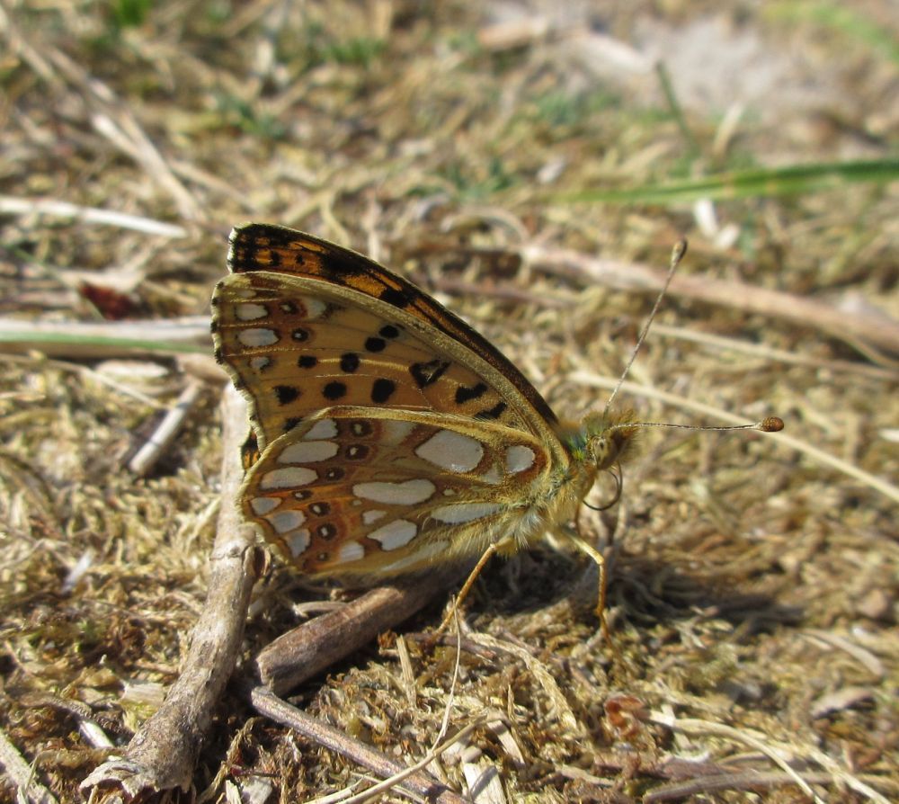 Storplettet perlemorsommerfugl