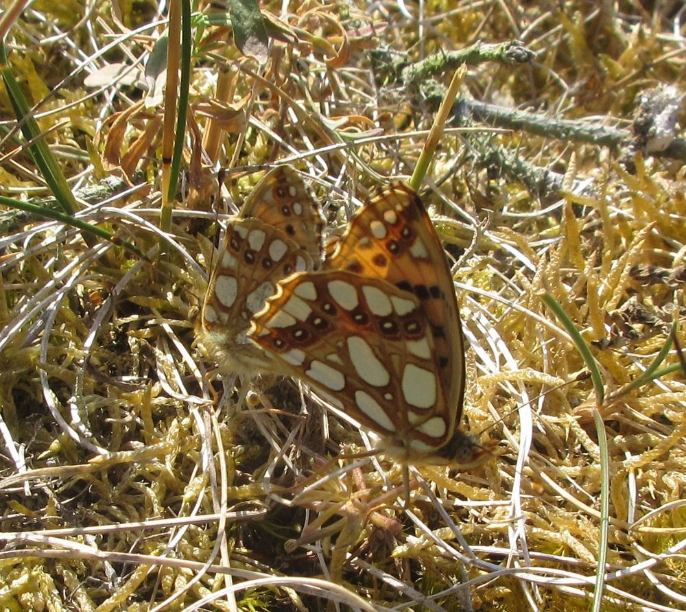 Storplettet perlemorsommerfugl