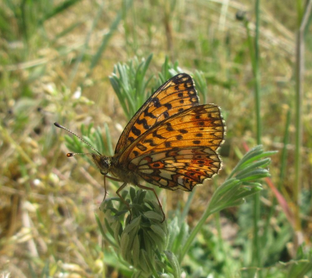 Brunlig perlemorsommerfugl
