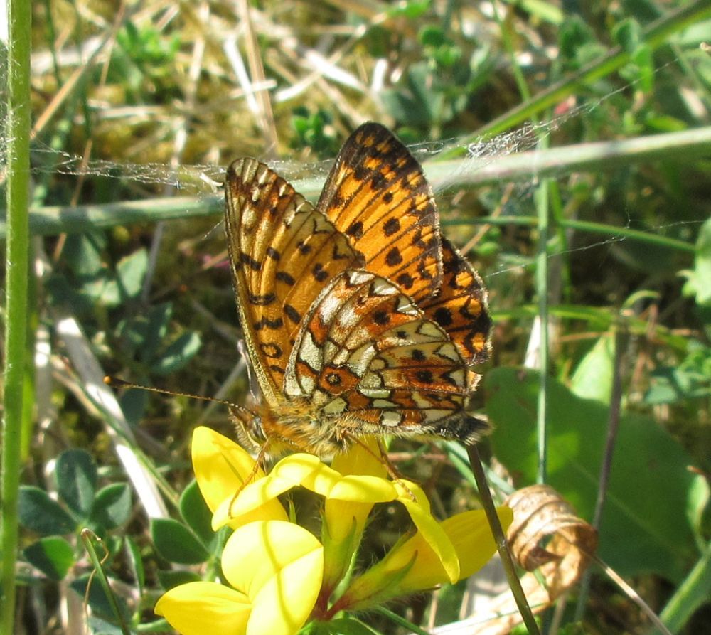 Brunlig perlemorsommerfugl