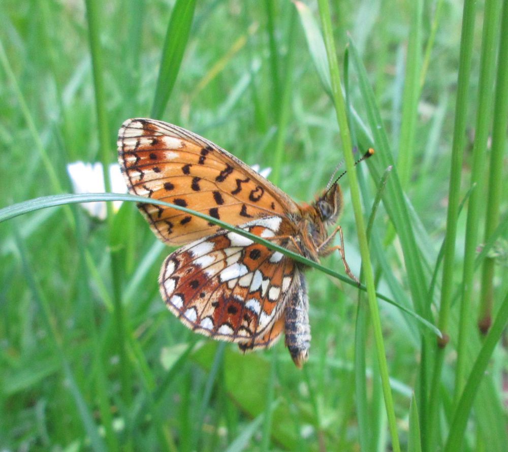 Brunlig perlemorsommerfugl