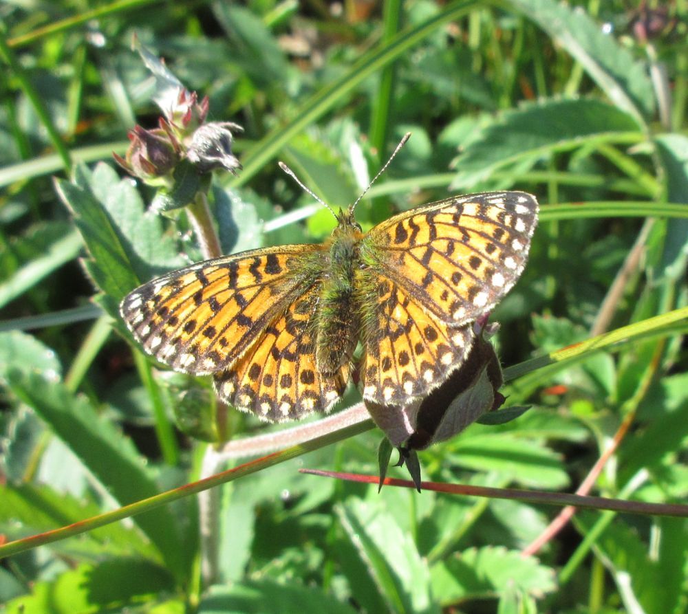 Brunlig perlemorsommerfugl