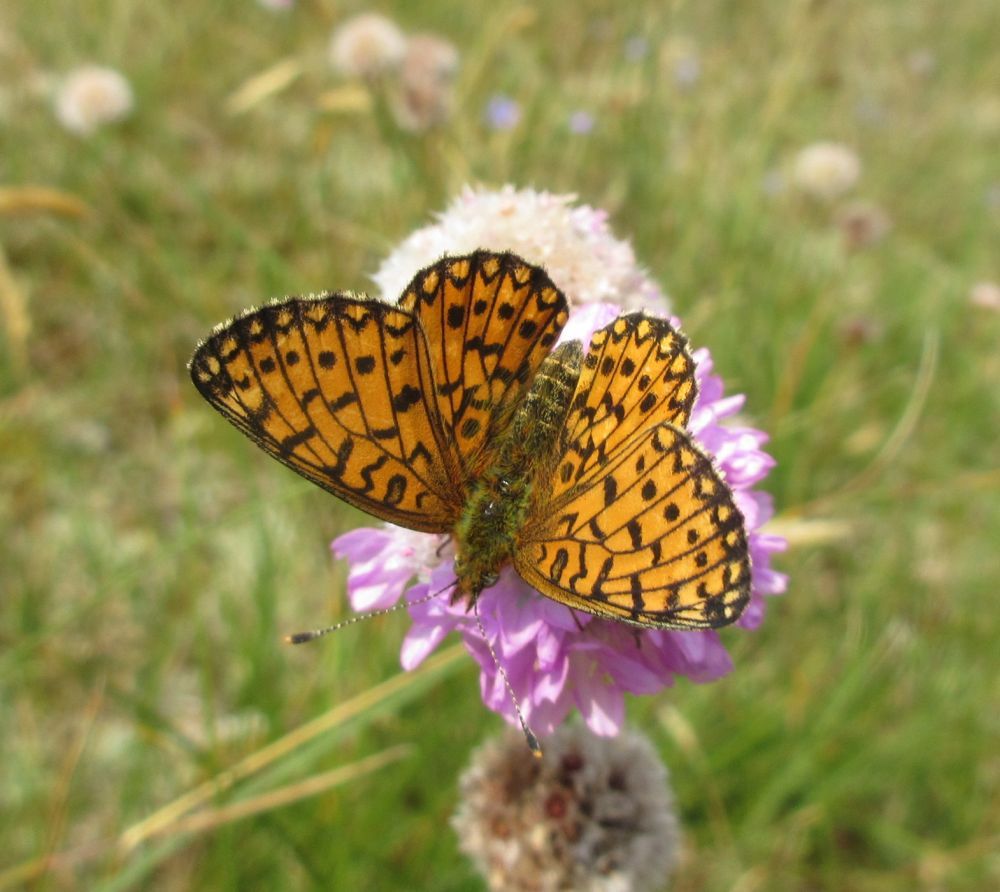 Brunlig perlemorsommerfugl