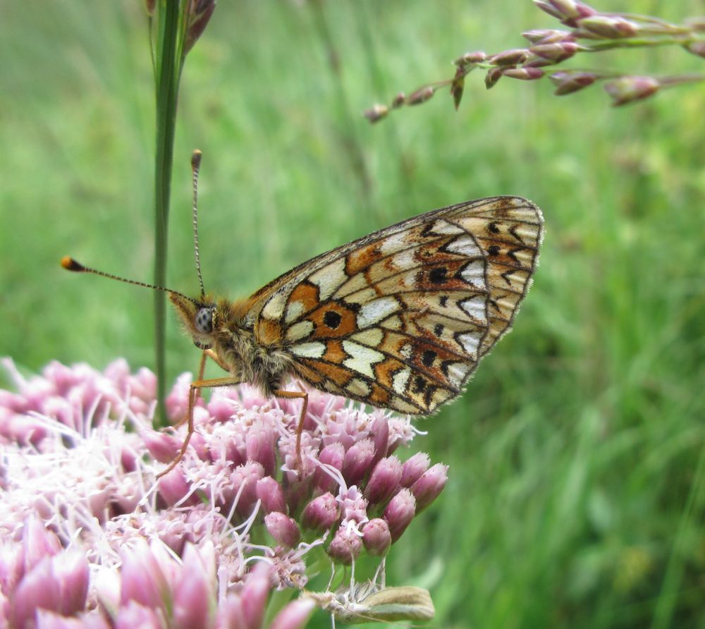 Brunlig perlemorsommerfugl