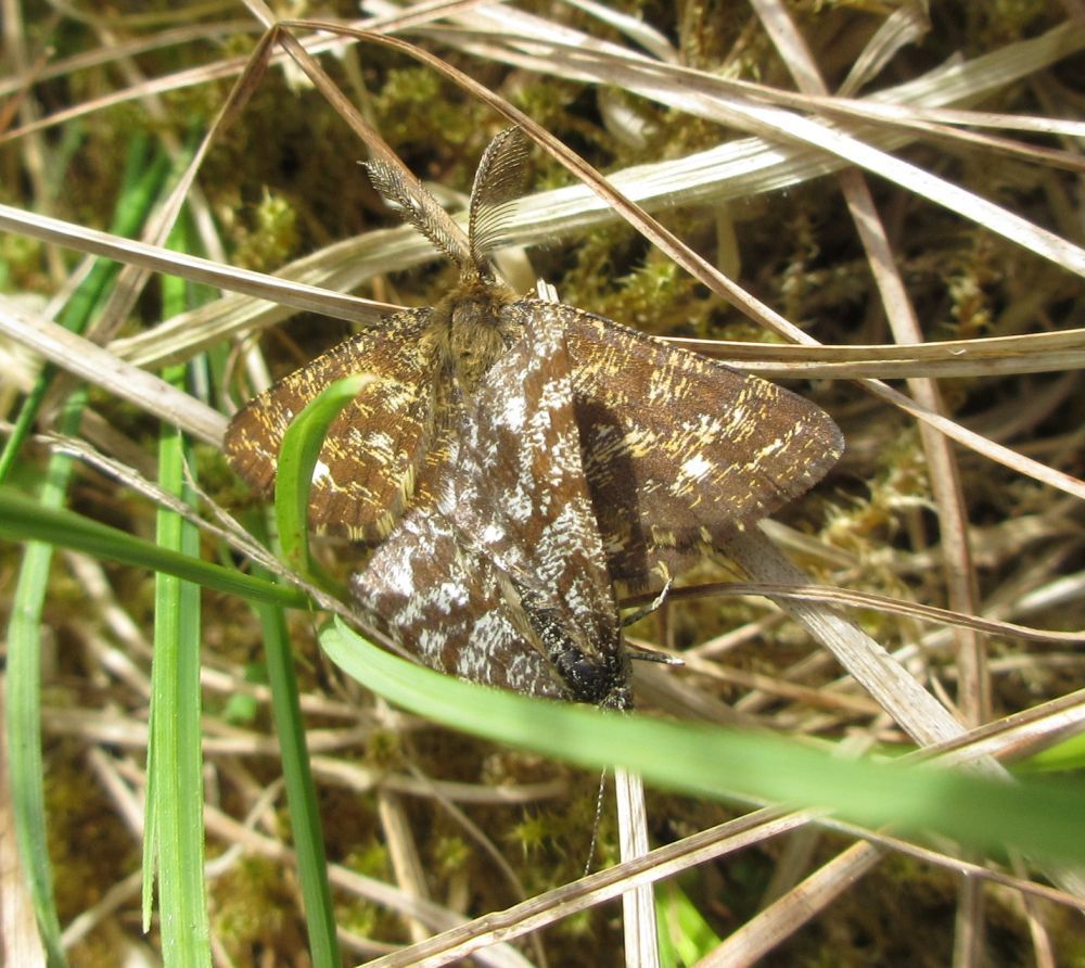Lyngmåler