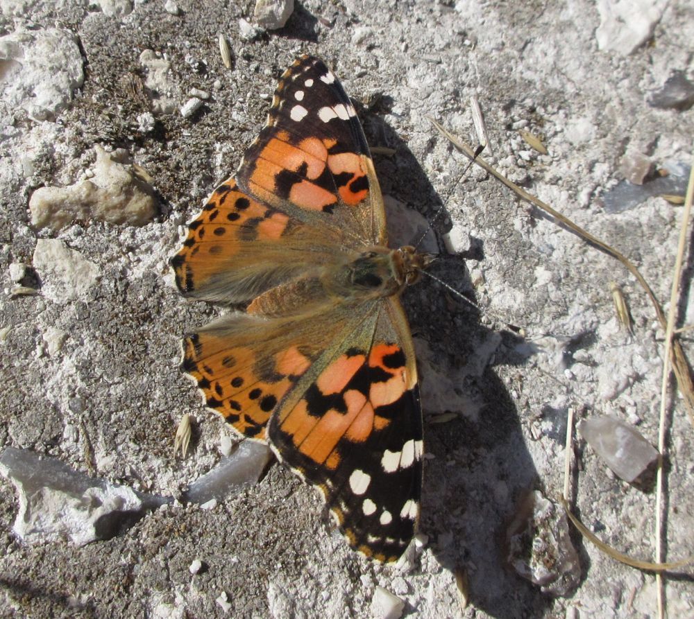 Tidselsommerfugl