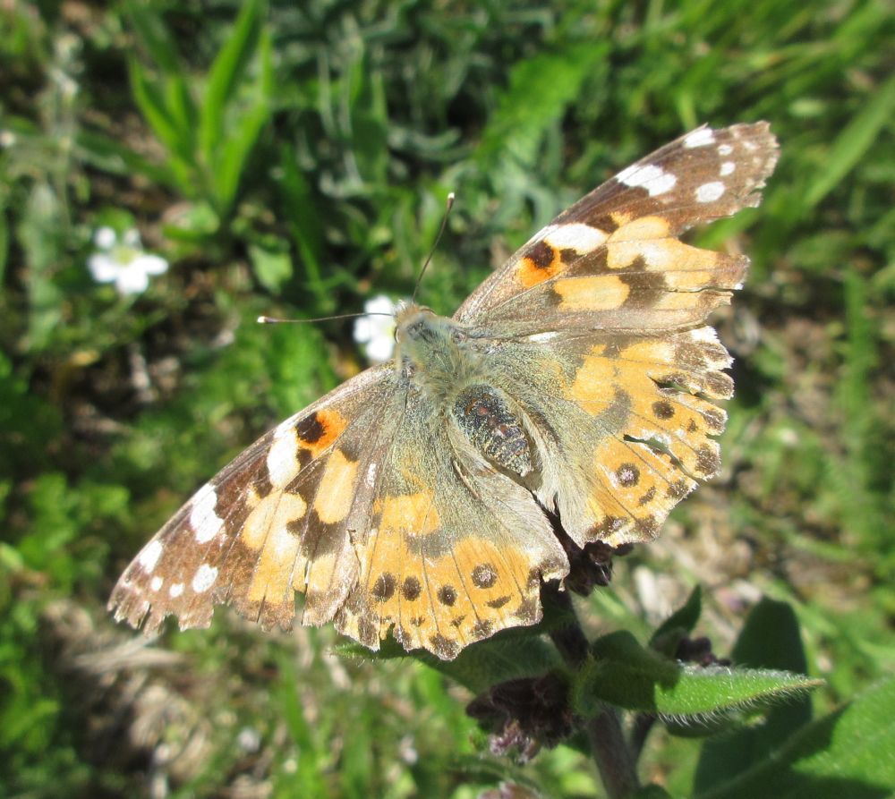 Tidselsommerfugl