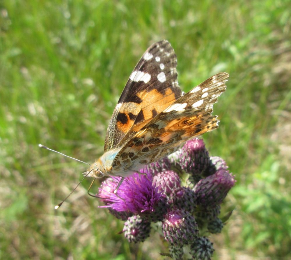 Tidselsommerfugl