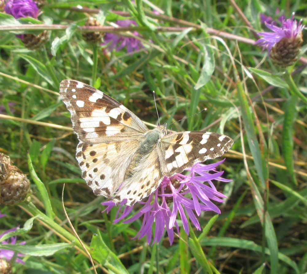 Tidselsommerfugl