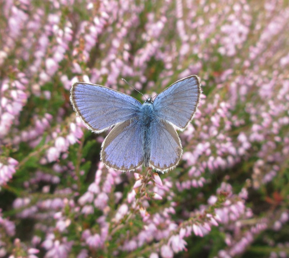 Foranderlig blåfugl (han)