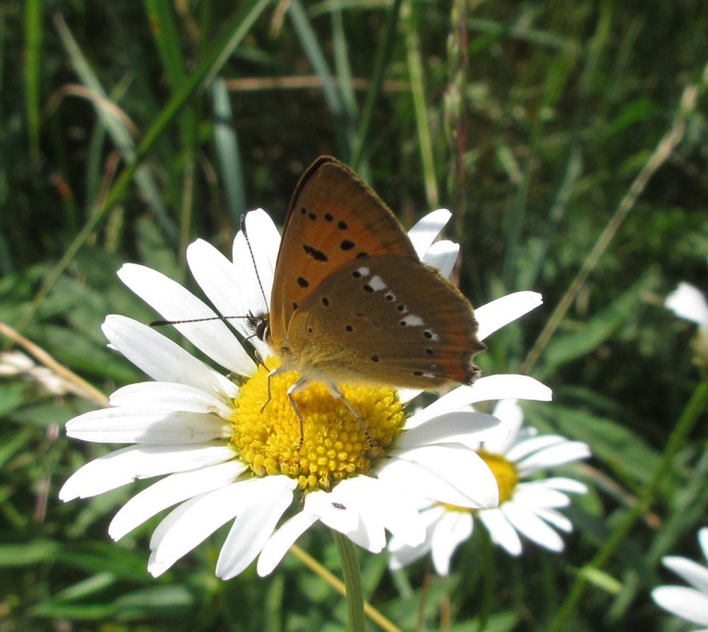 Dukatsommerfugl