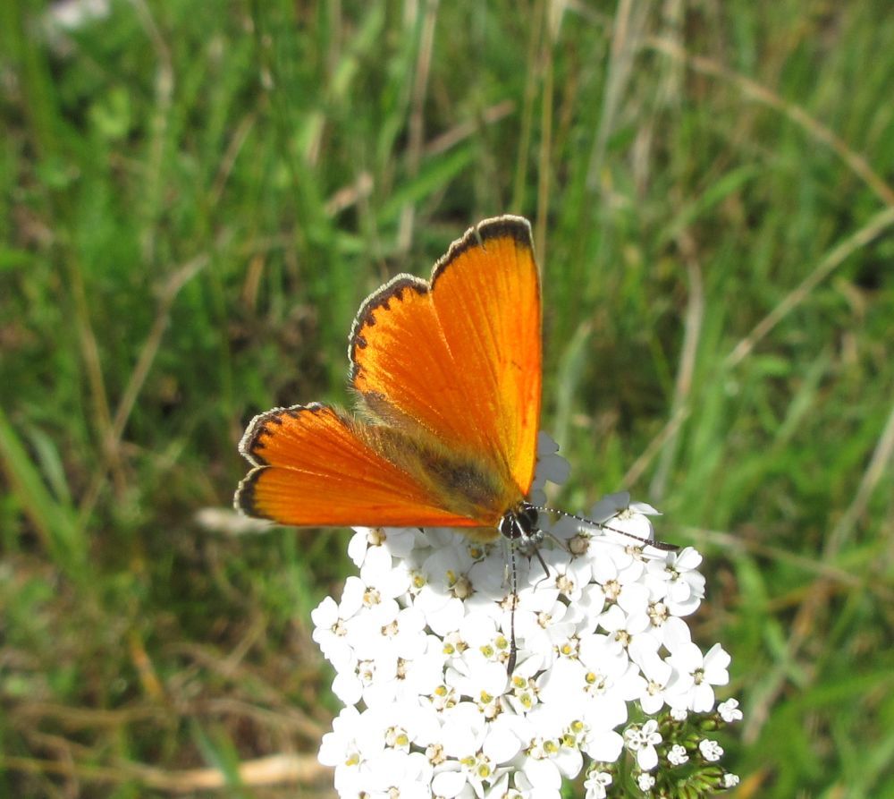 Dukatsommerfugl (han)