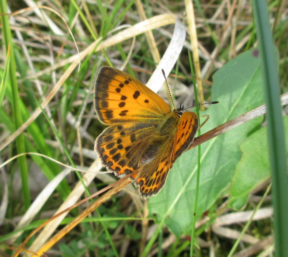 Dukatsommerfugl